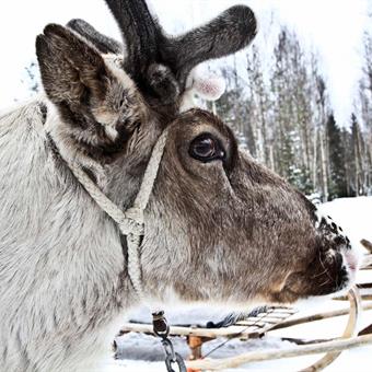 2015 09 rovaniemi 2014 14 1000x667
