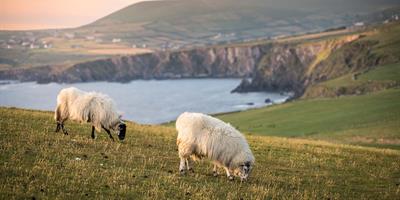 Dunmore Head Co. Kerry @Tom Archer - Tourism Ireland