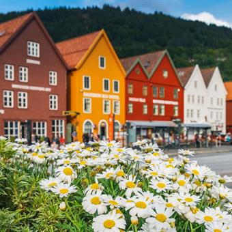 Flowers in Bryggen, Bergen, Norway