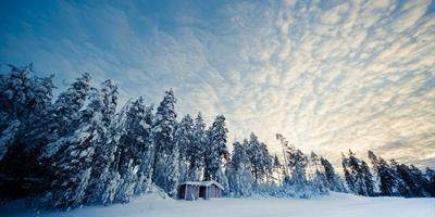 Forest in Lapland?400x200;crop