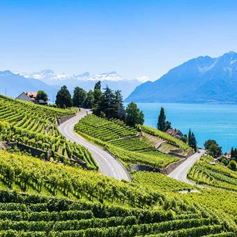 Vineyards in the region of Lavaux in the summer, Switzerland