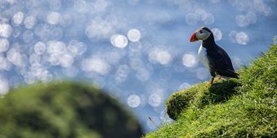 Puffin sitting on a cliff?400x200;crop