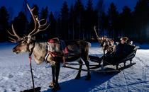 Reindeer Sledding Night Tour ©Apukka Resort