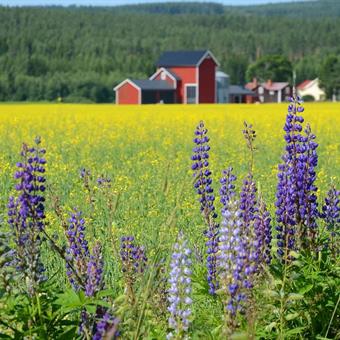 Sweden countryside flowers