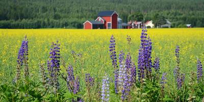 Sweden countryside flowers
