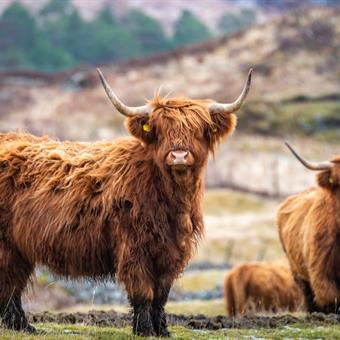 two highland cows facing the camera ad