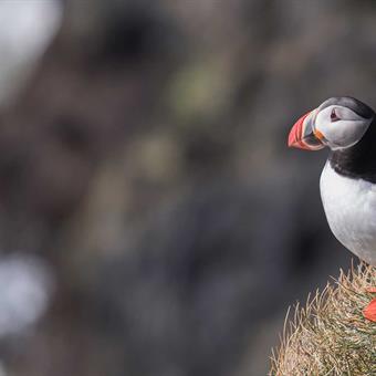 vestmannaeyjar puffin