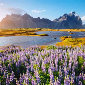 vestrahorn stokksnes east iceland lupine flowers