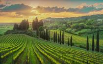 Vineyards at sunset in Alta Maremma with Casale Marittimo village